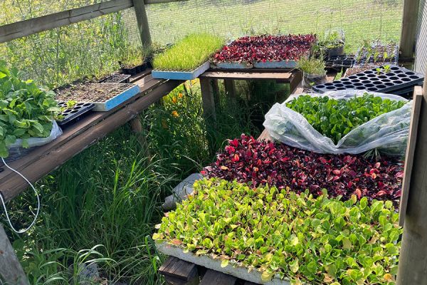 Farm Garden