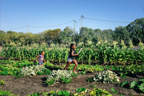 Farm Garden